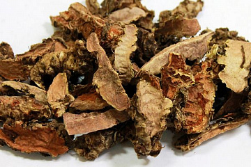 Золотой корень Фото Золотой корень