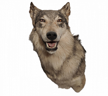 Голова серого волка по грудь Фото Голова серого волка по грудь