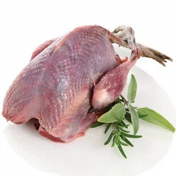 Грудка тетерева Фото Грудка тетерева