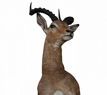 Голова импалы Фото Голова импалы