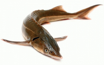 Стерлядь дикая 1,2 - 2 кг (свежемороженая) Фото Стерлядь дикая 1,2 - 2 кг (свежемороженая)