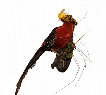 Золотой фазан на медальоне Фото Золотой фазан на медальоне