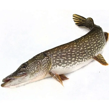 Щука свежемороженная непотрошеная 0,5-1 кг  Фото Щука свежемороженная непотрошеная 0,5-1 кг